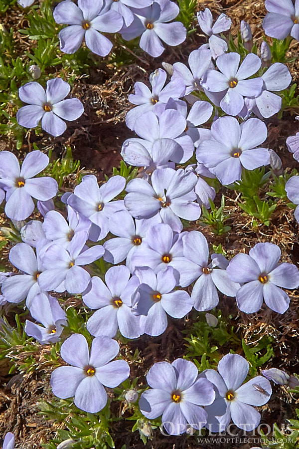 Spreading Phlox