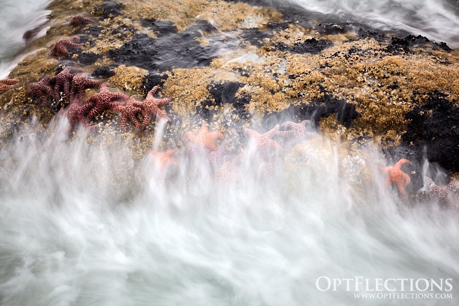 Ocean waves wash over ochre starfish clinging to a rock