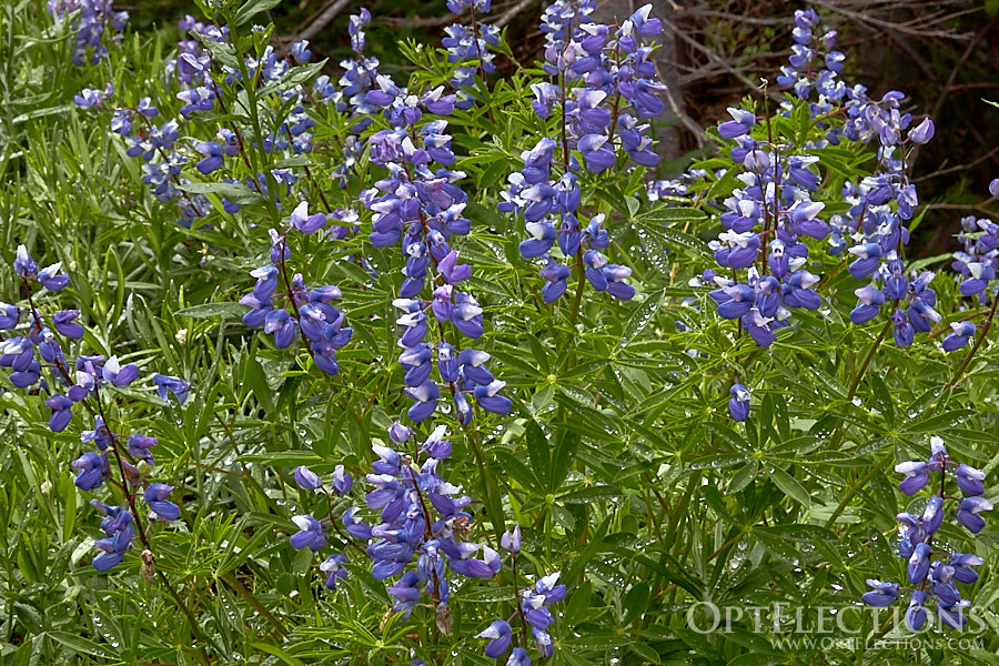 Subalpine Lupine