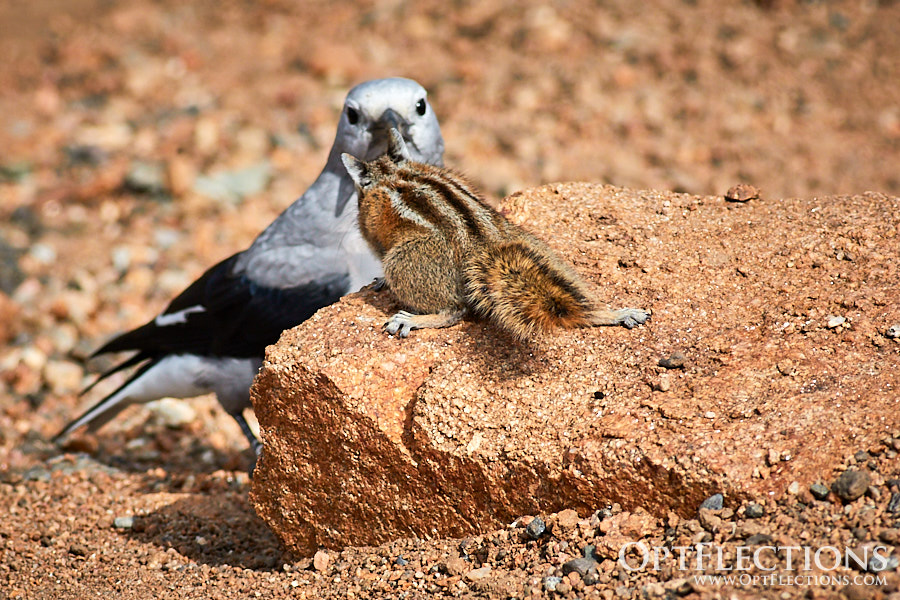 The Showdown - A Clark's Nutcracker and an Uinta Chipmunk engage in a stare down