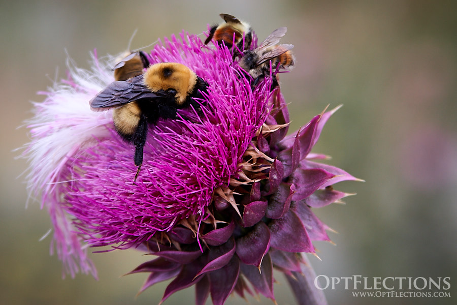 Large thistle along Hwy 7 attracts bees