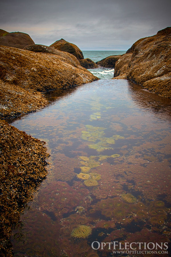 Tide pool full of life