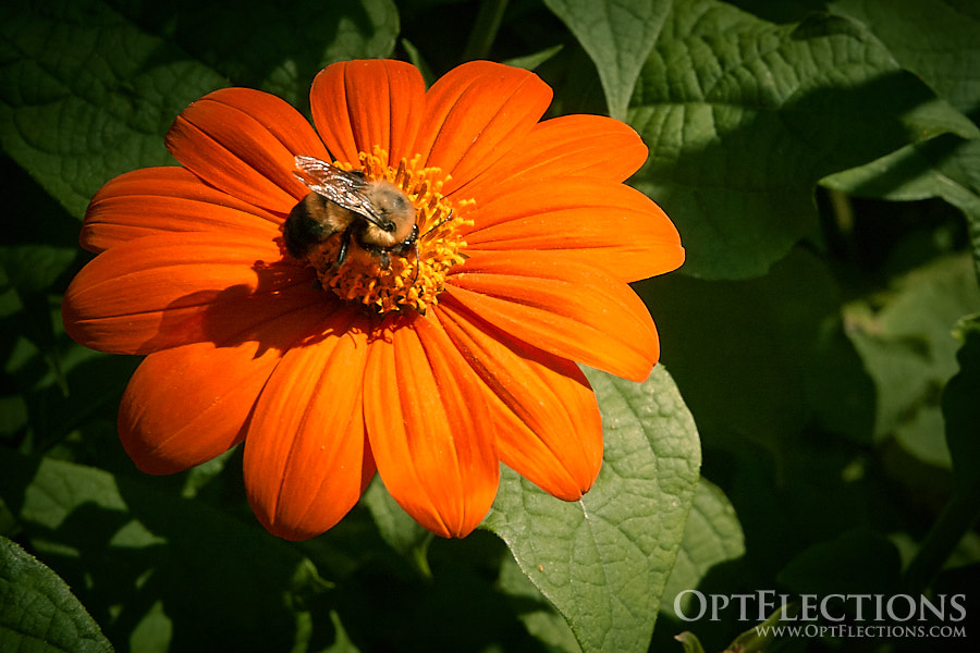A bumble bee drinks nectar from a Tithonia flower.