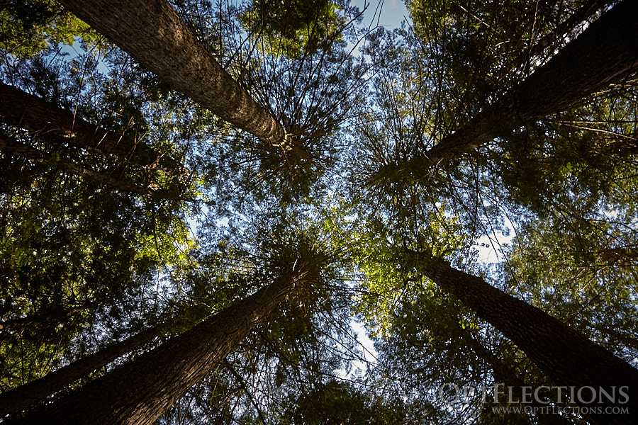 Looking up, on the Trail of Cedars