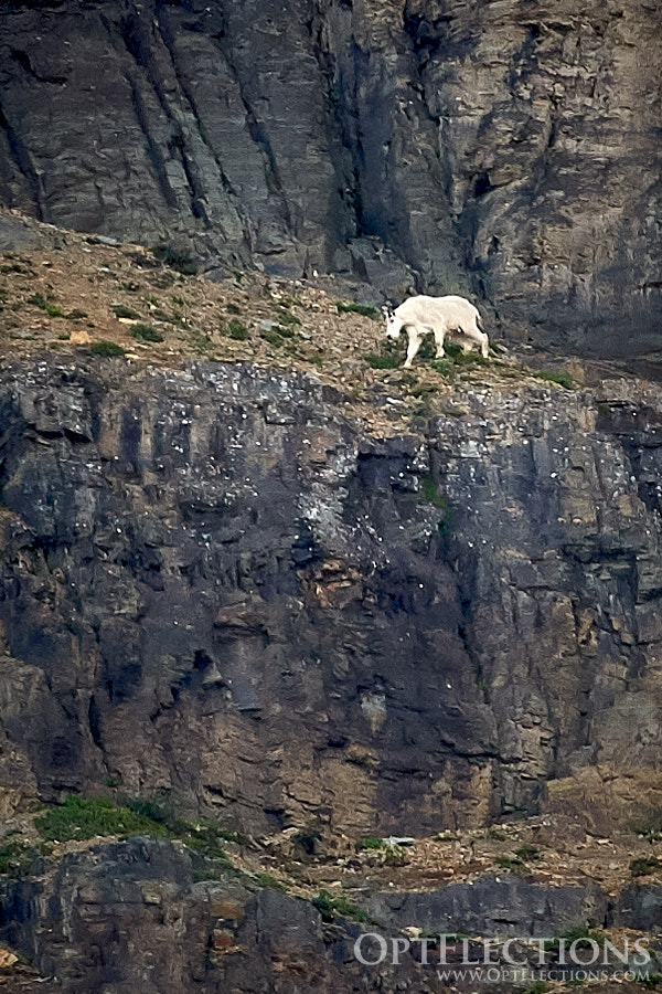 Mountain Goat travels across the cliffs by Logan Pass