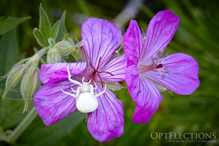 Female White Crab Spider sets its trap by Swiftcurrent Lake